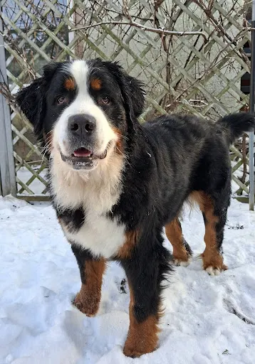 "U Bermisiów " Hotel dla psów